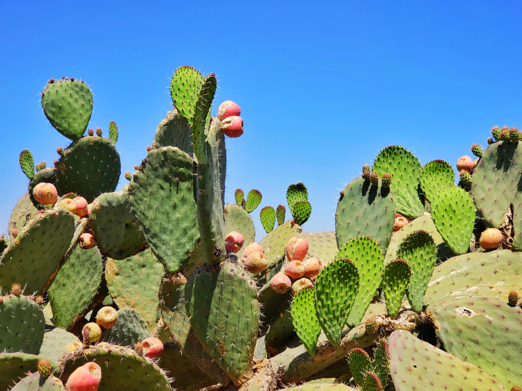 cactus with orange blossoms